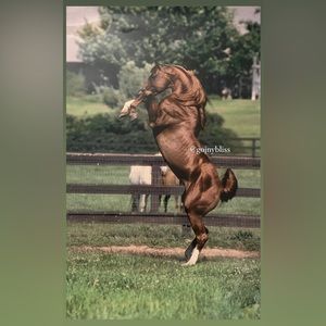 Brown Horse Glossy Photo Wall Art 30" x 20"  (Photographer: Bob Langrish)